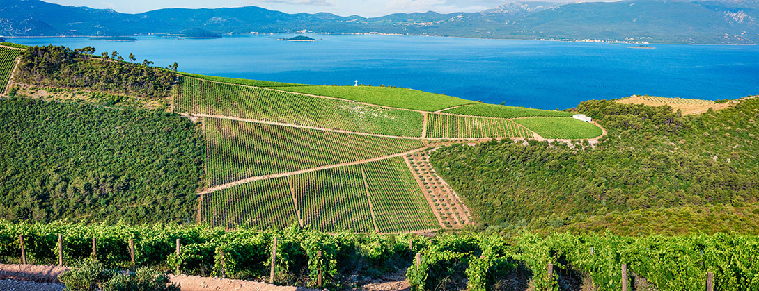 Vineyards Croatia