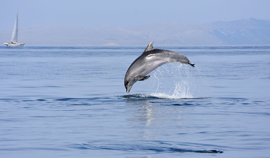 delfin adria