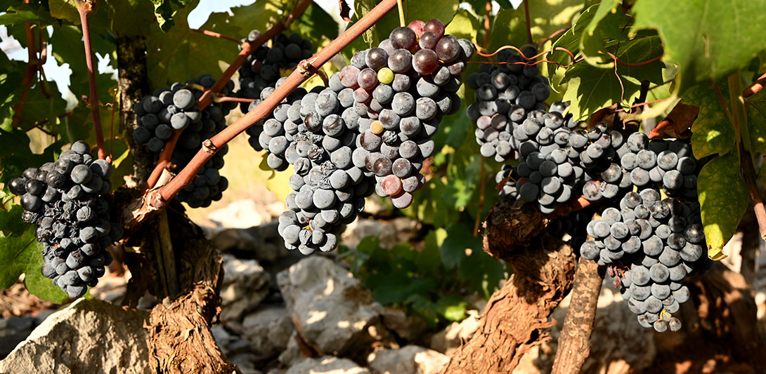 babic_grapes